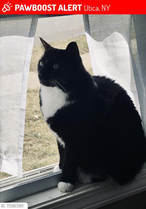 Lost Female Cat last seen Ballantyne Brae and Holland Ave, Utica, NY 13501