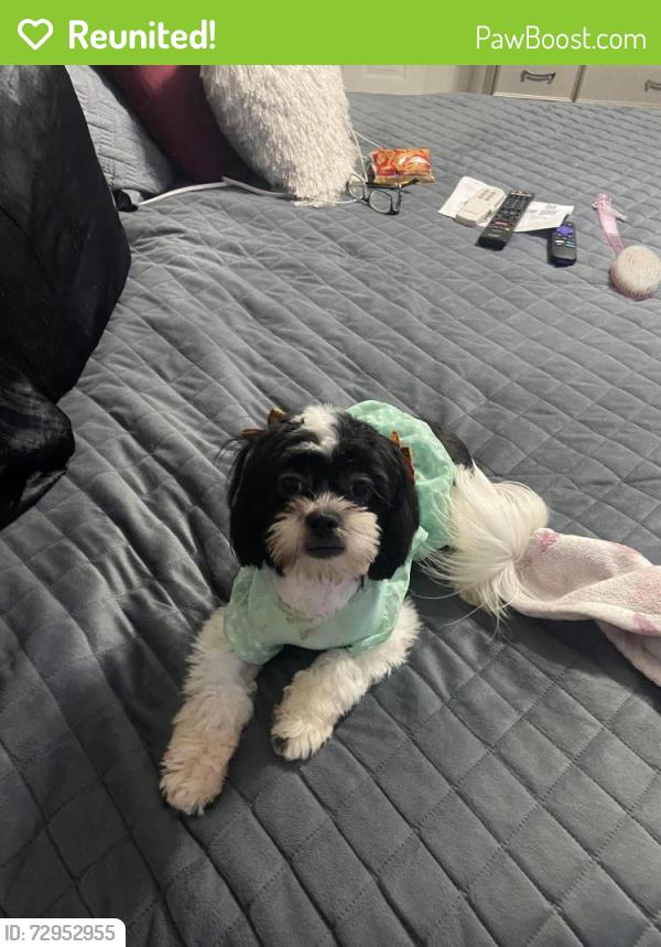 Reunited Female Dog last seen Old lake Wilson , Kissimmee, FL 34747