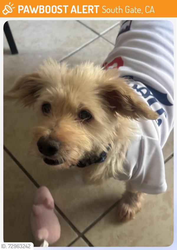 Found/Stray Female Dog last seen Tweedy & Alondra, South Gate, CA 90280