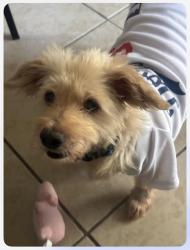 Found/Stray Female Dog last seen Tweedy & Alondra, South Gate, CA 90280