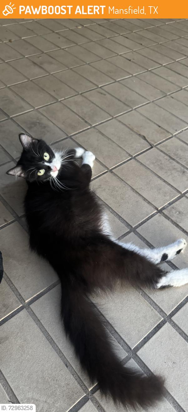 Found/Stray Female Cat last seen country club , Mansfield, TX 76063