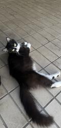 Found/Stray Female Cat last seen country club , Mansfield, TX 76063