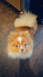 Lost Female Dog last seen Country club dr & sw82, Oklahoma City, OK 73159