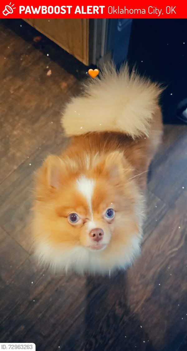 Lost Female Dog last seen Country club dr & sw82, Oklahoma City, OK 73159