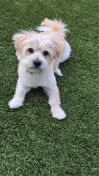 Lost Male Dog last seen Linden road near Higgins road, West Sacramento, CA 95691