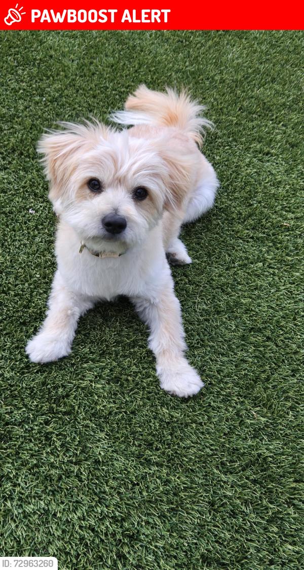 Lost Male Dog last seen Linden road near Higgins road, West Sacramento, CA 95691