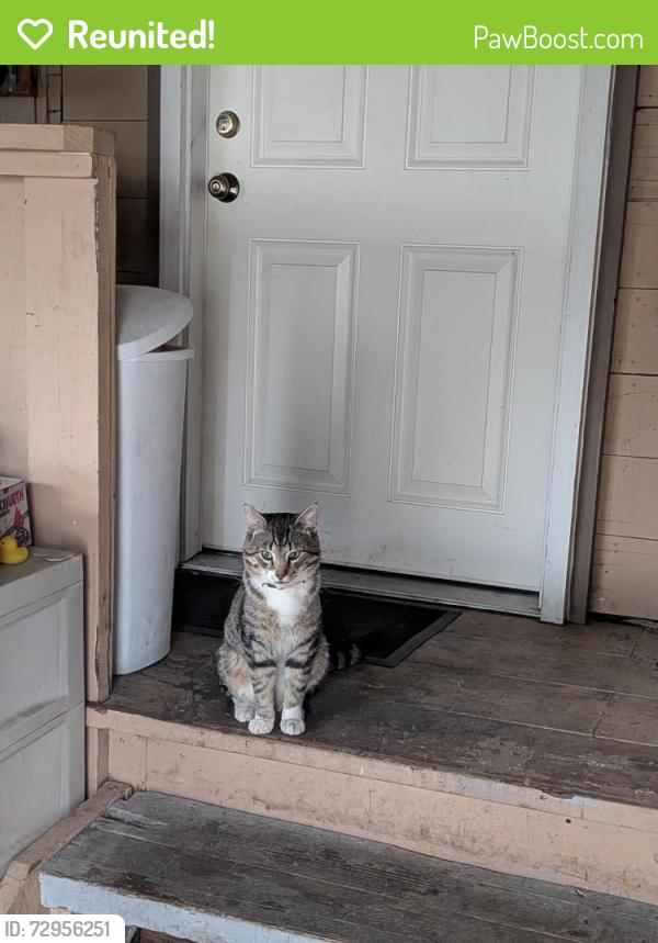 Reunited Male Cat last seen Magnolia and Beech Street , Everett, WA 98203