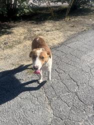 Found/Stray Unknown Dog last seen Bluff road industrial park, Columbia, SC 29209