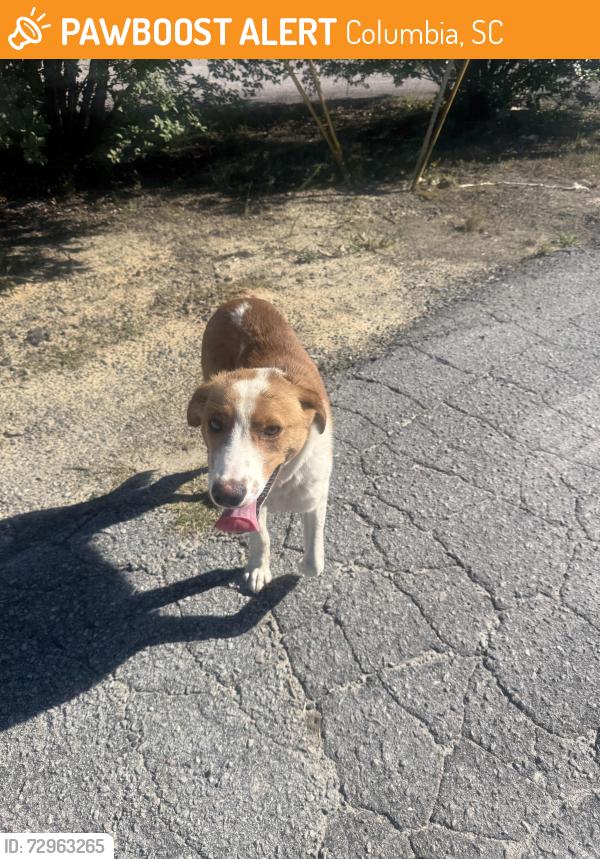 Found/Stray Unknown Dog last seen Bluff road industrial park, Columbia, SC 29209