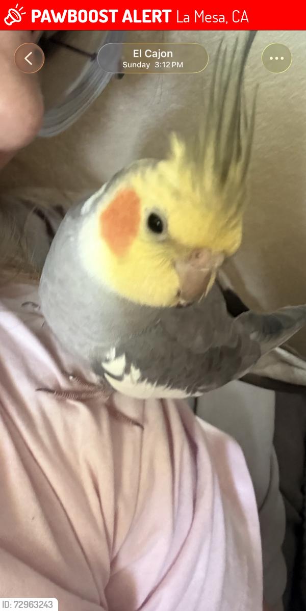 Lost Male Bird last seen Weswind , La Mesa, CA 92020