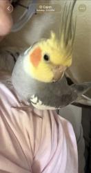 Lost Male Bird last seen Weswind , La Mesa, CA 92020