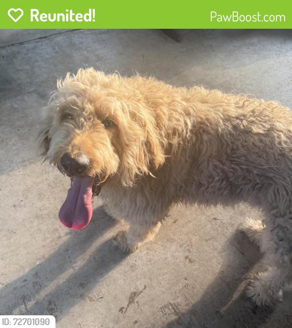 Reunited Male Dog last seen Mill Run, Longview, TX 75601