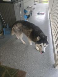 Found/Stray Male Dog last seen Kalalea Ln, Bastrop, TX 78602