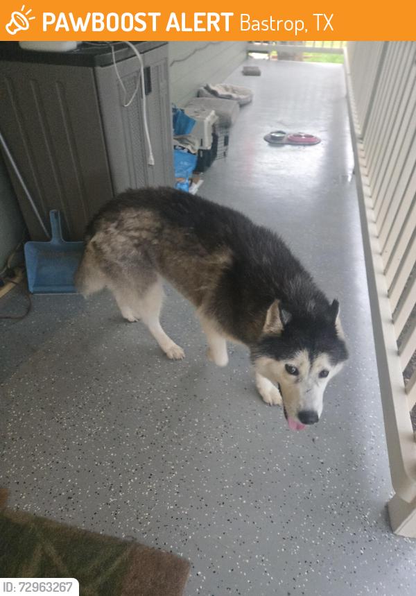 Found/Stray Male Dog last seen Kalalea Ln, Bastrop, TX 78602
