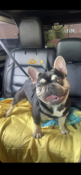 Lost Male Dog last seen Main and 88th st, Mesa, AZ 85207