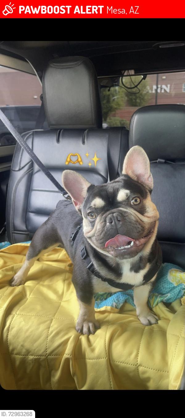 Lost Male Dog last seen Main and 88th st, Mesa, AZ 85207