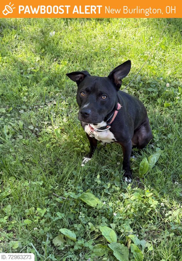 Found/Stray Male Dog last seen Pleasanthill, New Burlington, OH 45240