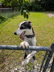 Found/Stray Female Dog last seen Betty Jo Drive and Jewell , Fayetteville, AR 72701