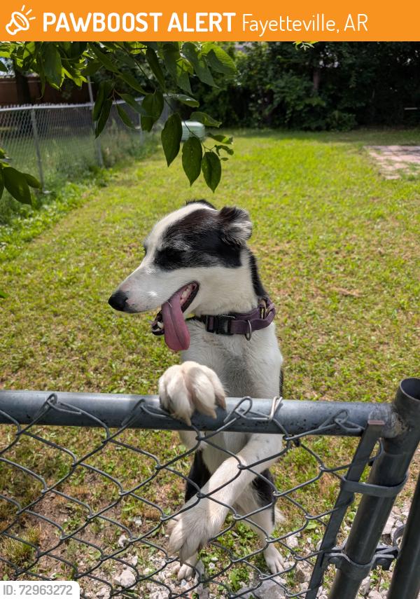 Found/Stray Female Dog last seen Betty Jo Drive and Jewell , Fayetteville, AR 72701