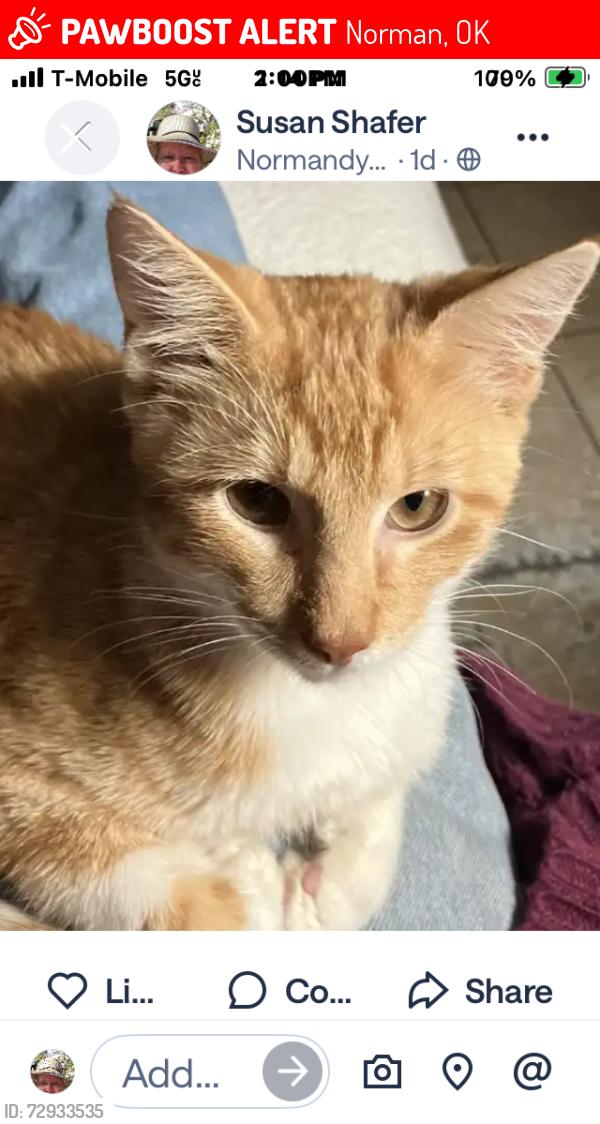 Lost Male Cat last seen Claremont & Atwood, Norman, OK 73069
