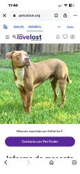 Lost Male Dog last seen Merrell Rd, Dallas, TX 75229