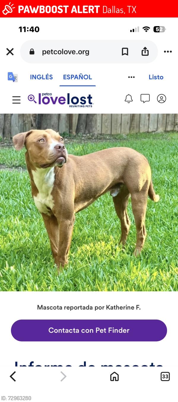 Lost Male Dog last seen Merrell Rd, Dallas, TX 75229