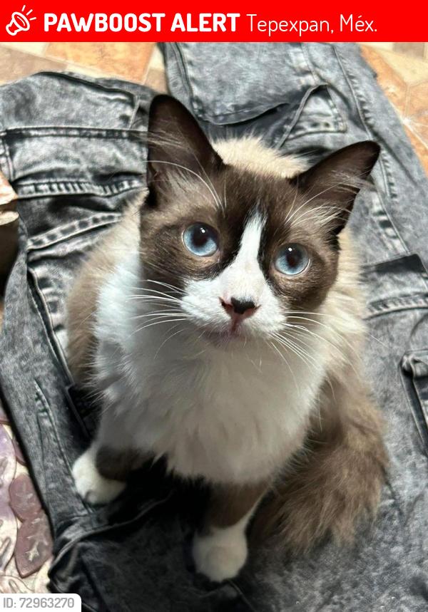 Lost Male Cat last seen Calle lluvia, Tepexpan, Méx. 55883