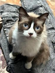 Lost Male Cat last seen Calle lluvia, Tepexpan, Méx. 55883
