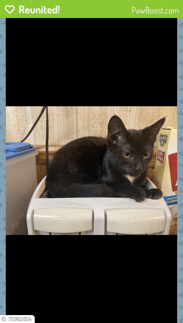 Reunited Male Cat last seen West Lloyd and w Arlington, Shenandoah, PA 17976