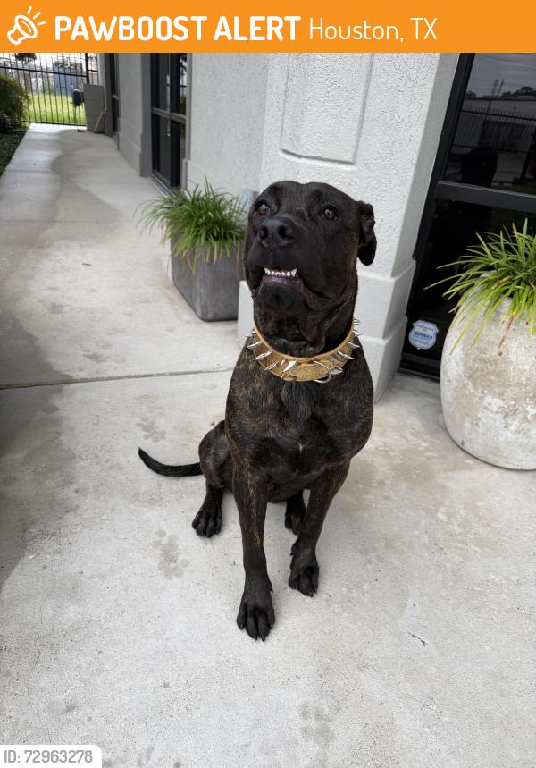 Found/Stray Female Dog last seen Centralcrest and Antoine , Houston, TX 77092