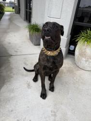 Found/Stray Female Dog last seen Centralcrest and Antoine , Houston, TX 77092