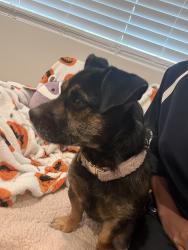 Found/Stray Female Dog last seen Wrigley Long Beach, Long Beach, CA 90806