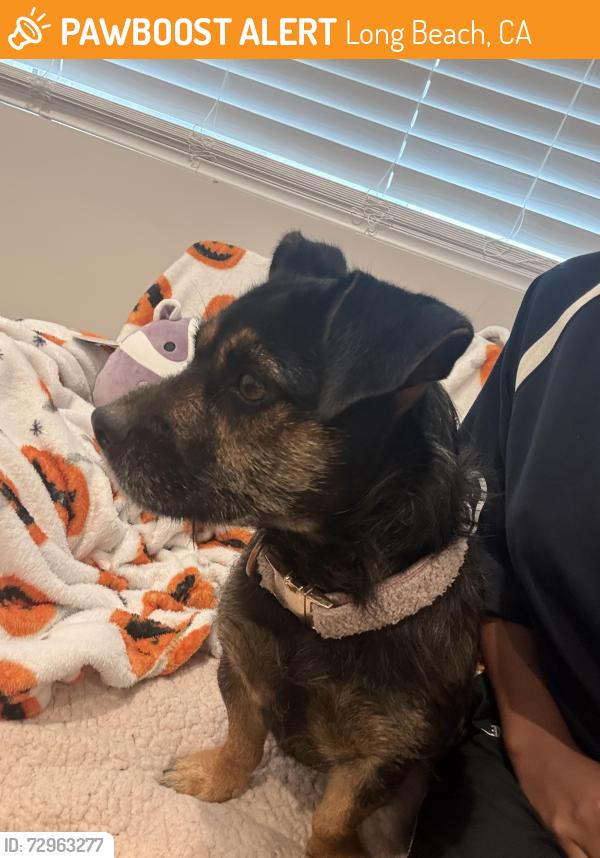 Found/Stray Female Dog last seen Wrigley Long Beach, Long Beach, CA 90806