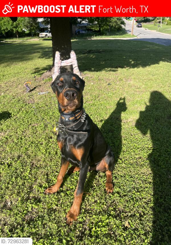 Lost Male Dog last seen Glenwick dr and montrose dr , Fort Worth, TX 76114