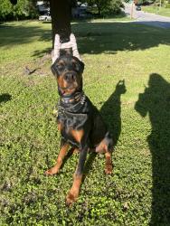 Lost Male Dog last seen Glenwick dr and montrose dr , Fort Worth, TX 76114