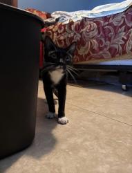 Found/Stray Female Cat last seen Garden road park, Poway, CA 92064
