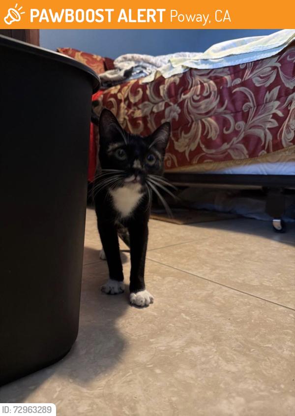 Found/Stray Female Cat last seen Garden road park, Poway, CA 92064