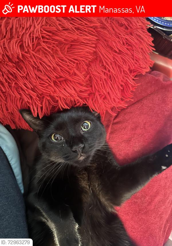 Lost Male Cat last seen Blossom lane, Occoquan Forest dr, Manassas, VA 20112