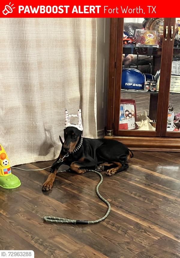 Lost Male Dog last seen Glenwick and montrose, Fort Worth, TX 76114
