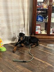 Lost Male Dog last seen Glenwick and montrose, Fort Worth, TX 76114