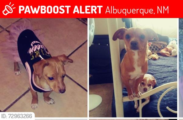 Lost Female Dog last seen Atrisco, Albuquerque, NM 87105