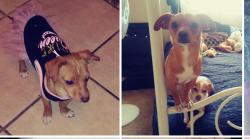 Lost Female Dog last seen Atrisco, Albuquerque, NM 87105