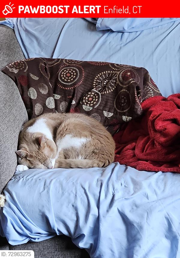 Lost Male Cat last seen Brainard Park, Enfield, CT 06082