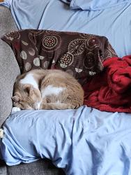 Lost Male Cat last seen Brainard Park, Enfield, CT 06082