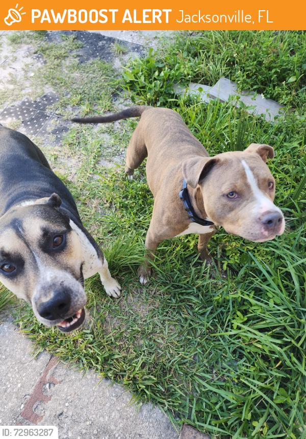 Found/Stray Unknown Dog last seen Roosevelt & Wabash Ave, Jacksonville, FL 32210