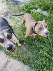Found/Stray Unknown Dog last seen Roosevelt & Wabash Ave, Jacksonville, FL 32210