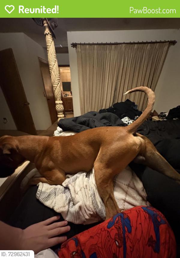 Reunited Male Dog last seen Pinkham elementary , Visalia, CA 93292