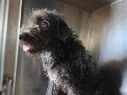 Shelter Stray Male Dog last seen Hutto, TX 78634, Georgetown, TX 78626