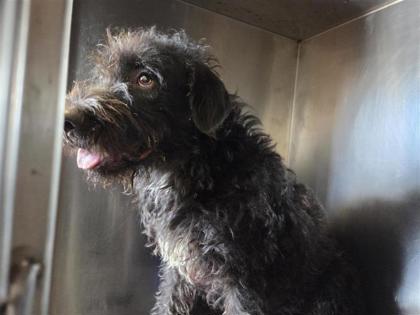 Shelter Stray Male Dog last seen Hutto, TX 78634, Georgetown, TX 78626