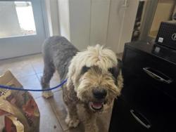 Shelter Stray Unknown Dog last seen Thrall, TX 76578, Georgetown, TX 78626